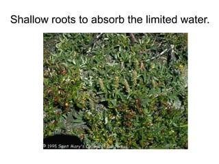 Shallow roots to absorb the limited water.
 