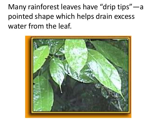 Plant adaptationsteach