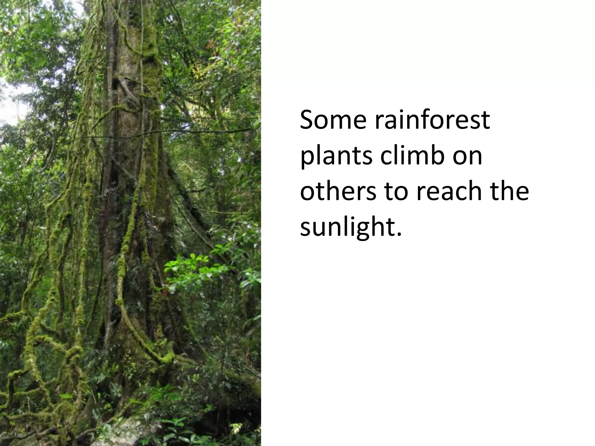 Some rainforest
plants climb on
others to reach the
sunlight.
 
