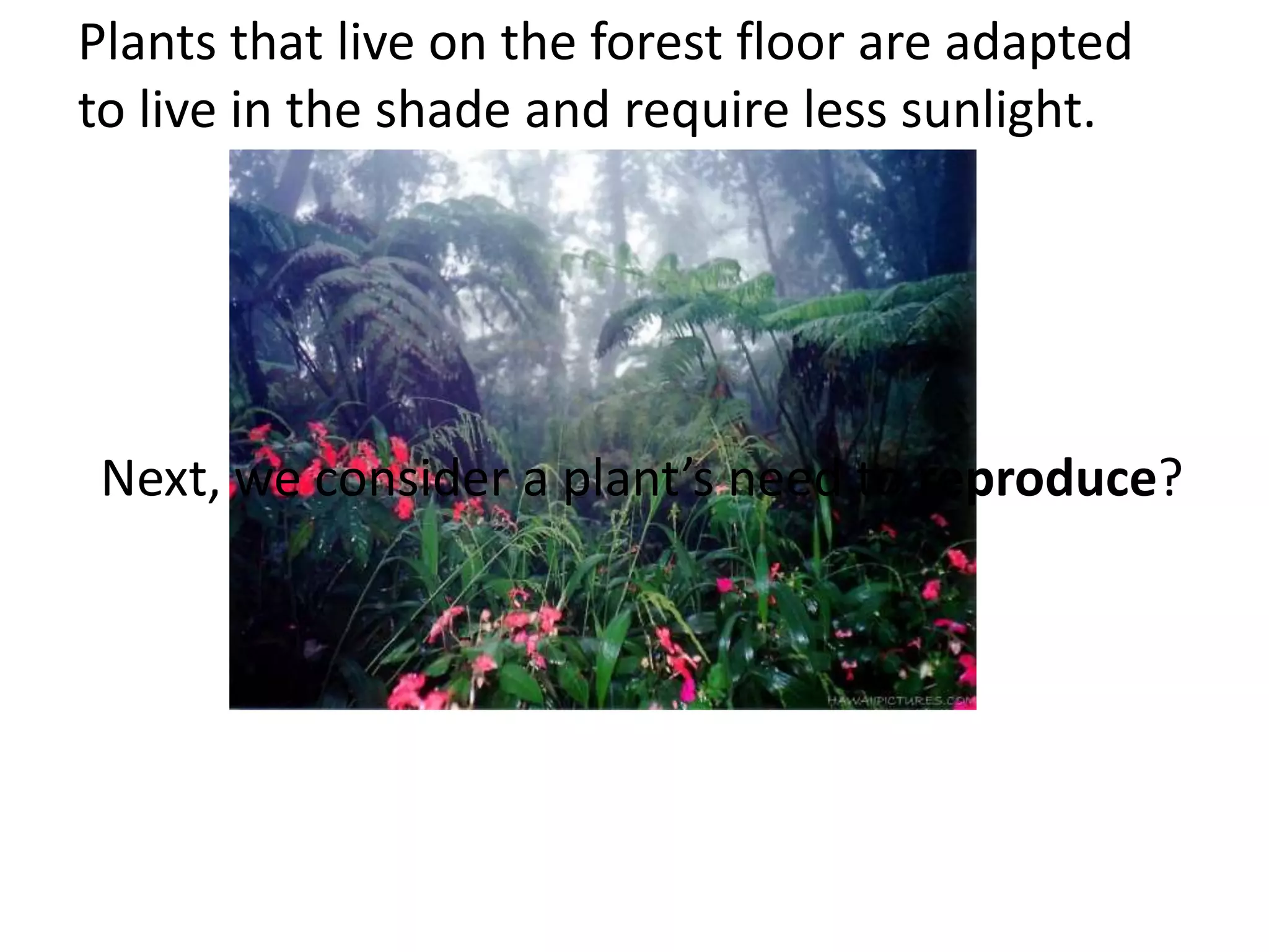 Plants that live on the forest floor are adapted
to live in the shade and require less sunlight.




 Next, we consider a plant’s need to reproduce?
 