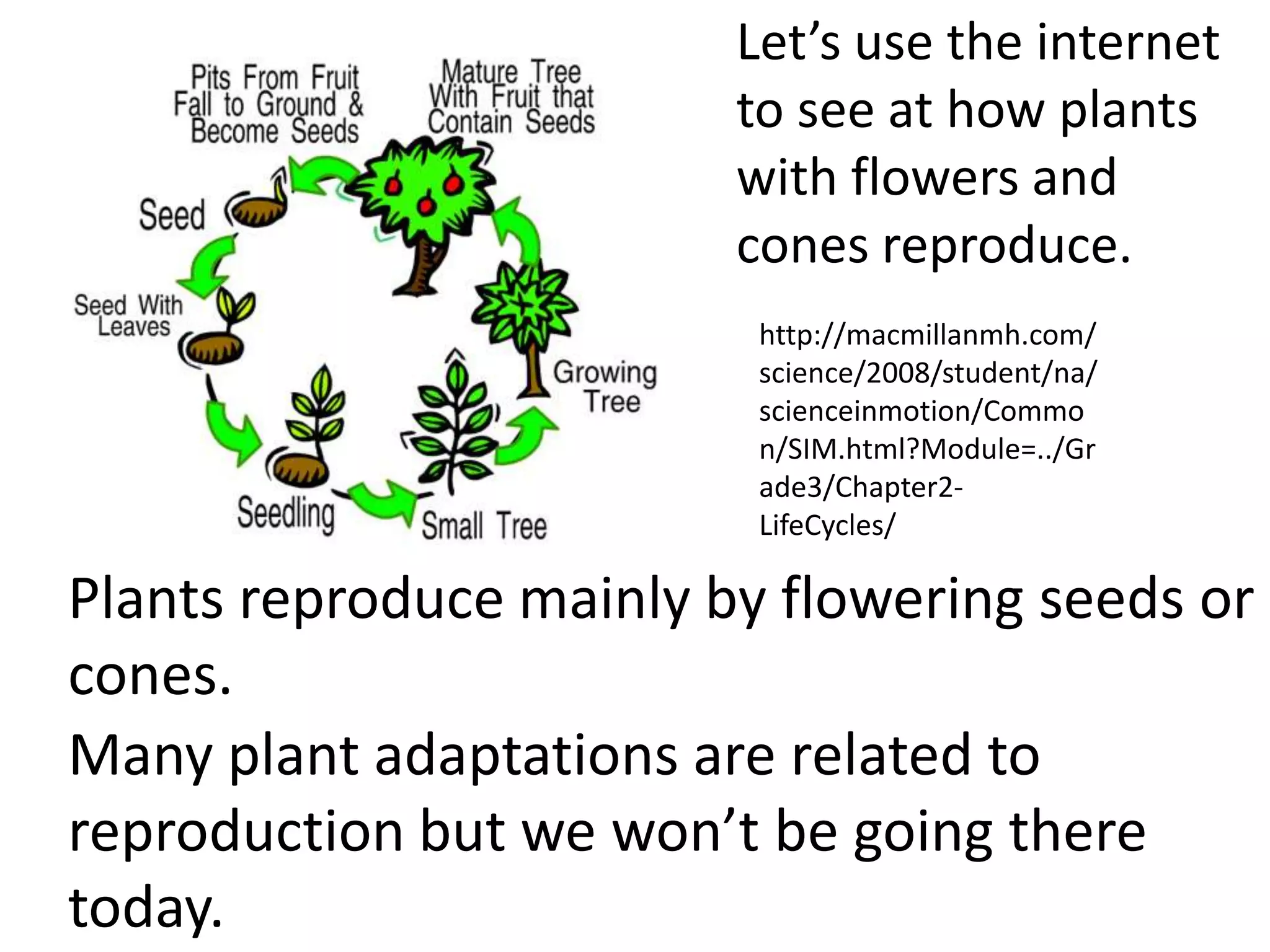 Let’s use the internet
                         to see at how plants
                         with flowers and
                         cones reproduce.
                          http://macmillanmh.com/
                          science/2008/student/na/
                          scienceinmotion/Commo
                          n/SIM.html?Module=../Gr
                          ade3/Chapter2-
                          LifeCycles/

Plants reproduce mainly by flowering seeds or
cones.
Many plant adaptations are related to
reproduction but we won’t be going there
today.
 