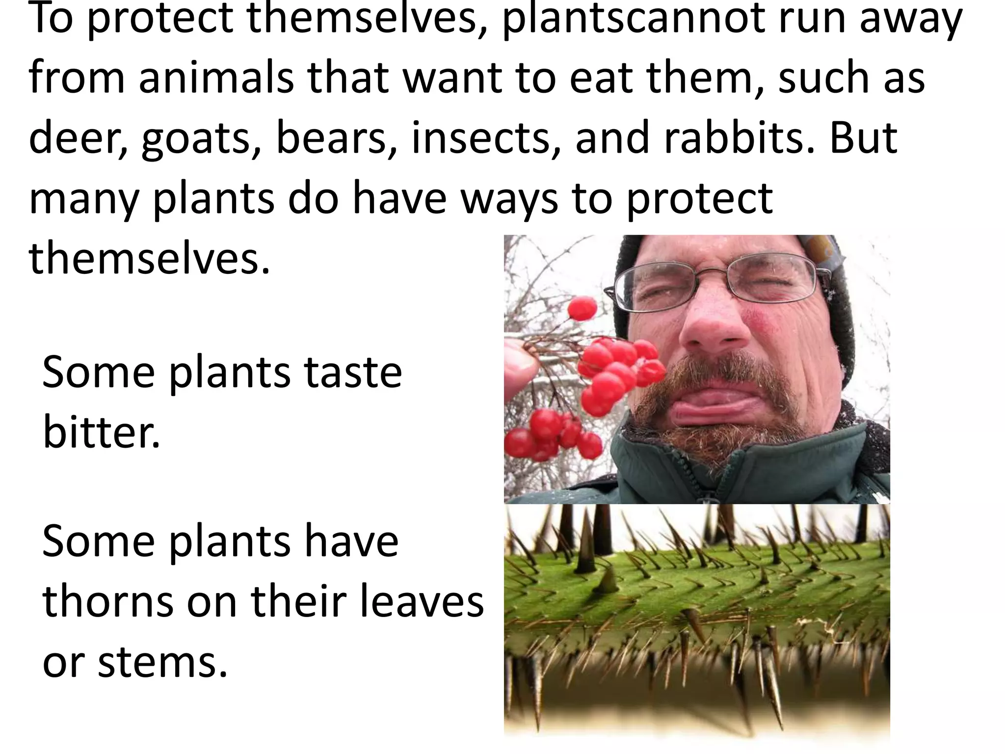 To protect themselves, plantscannot run away
from animals that want to eat them, such as
deer, goats, bears, insects, and rabbits. But
many plants do have ways to protect
themselves.

Some plants taste
bitter.

Some plants have
thorns on their leaves
or stems.
 