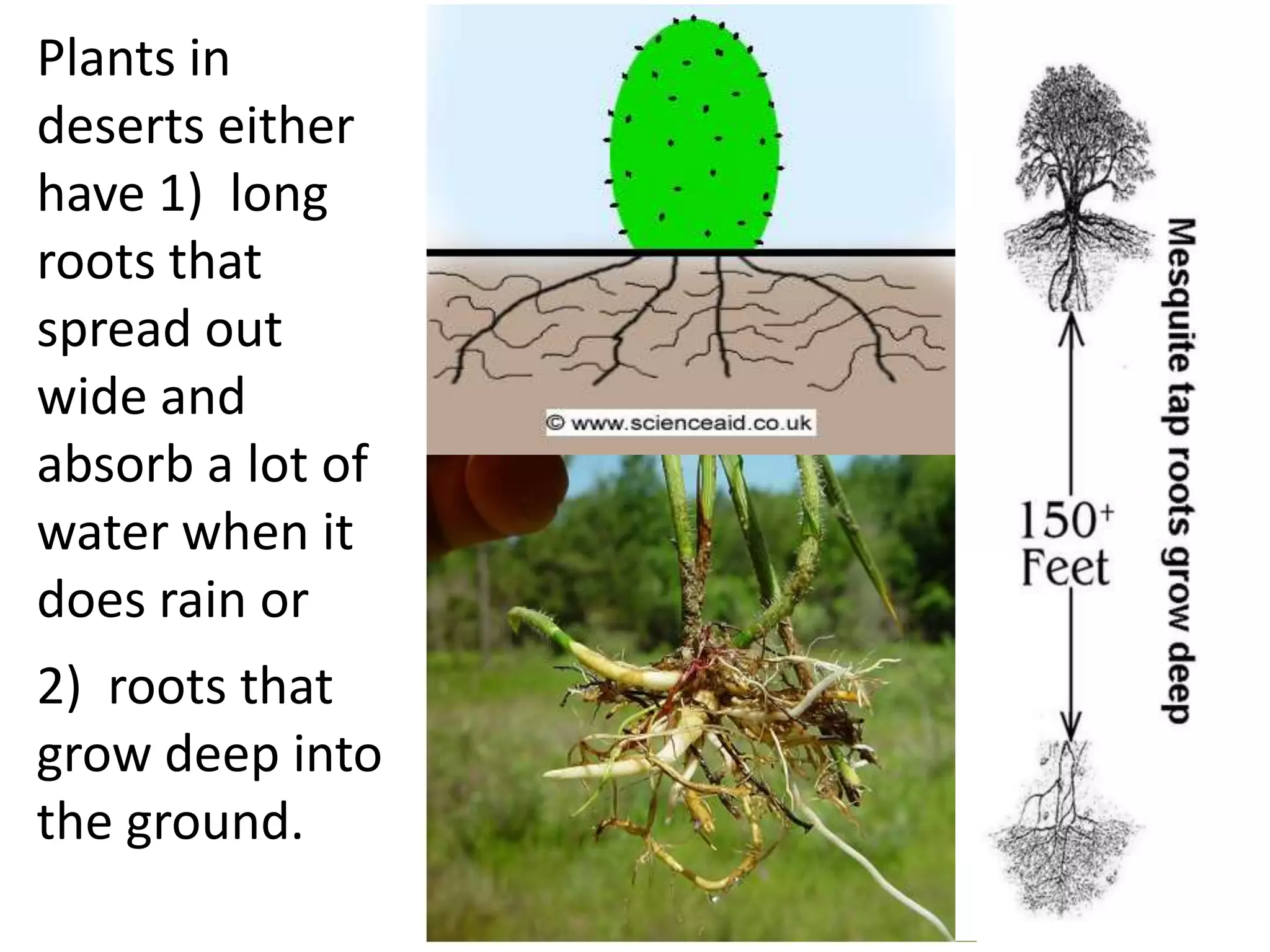 Plants in
deserts either
have 1) long
roots that
spread out
wide and
absorb a lot of
water when it
does rain or
2) roots that
grow deep into
the ground.
 