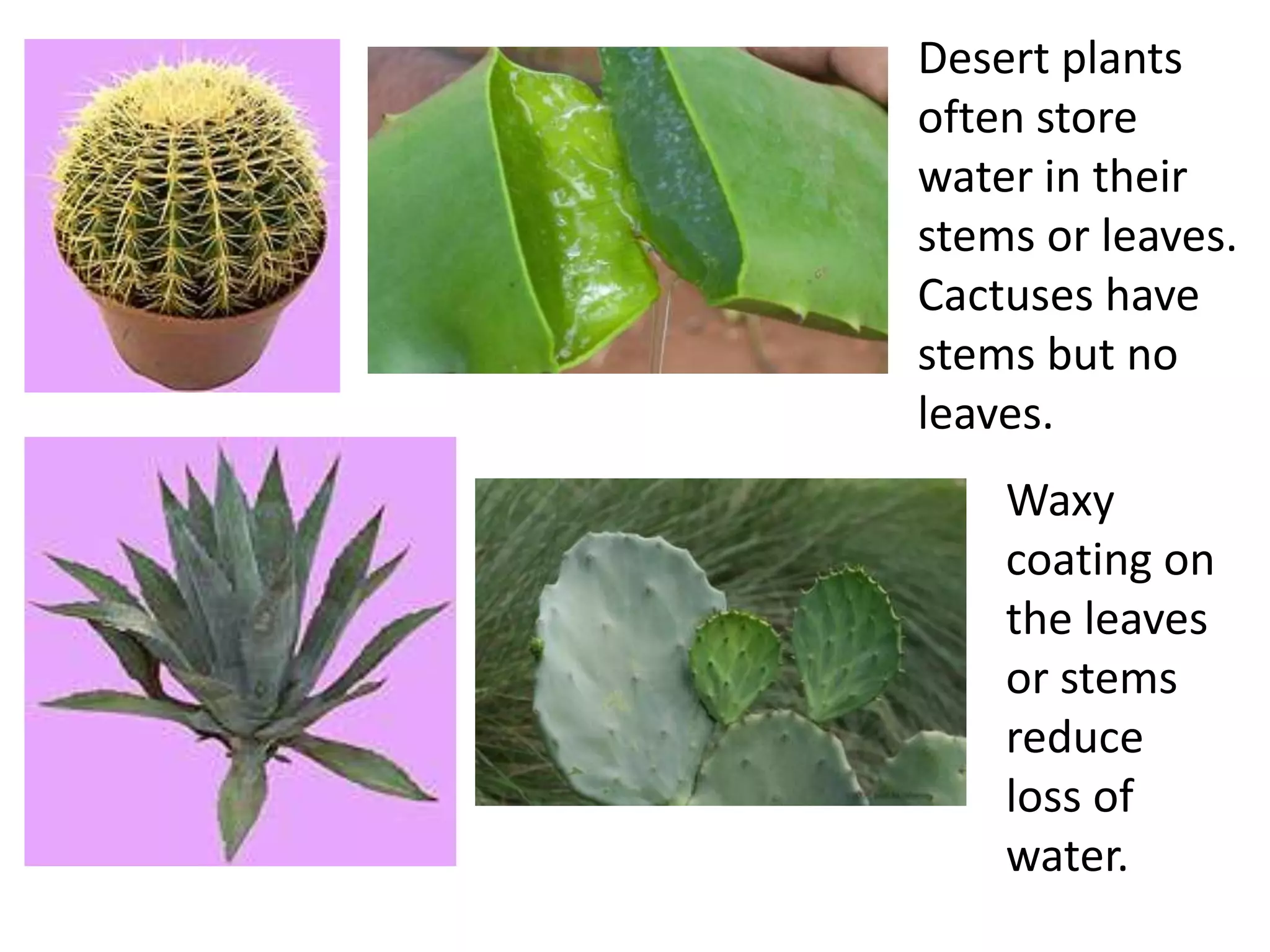 Desert plants
often store
water in their
stems or leaves.
Cactuses have
stems but no
leaves.
    Waxy
    coating on
    the leaves
    or stems
    reduce
    loss of
    water.
 