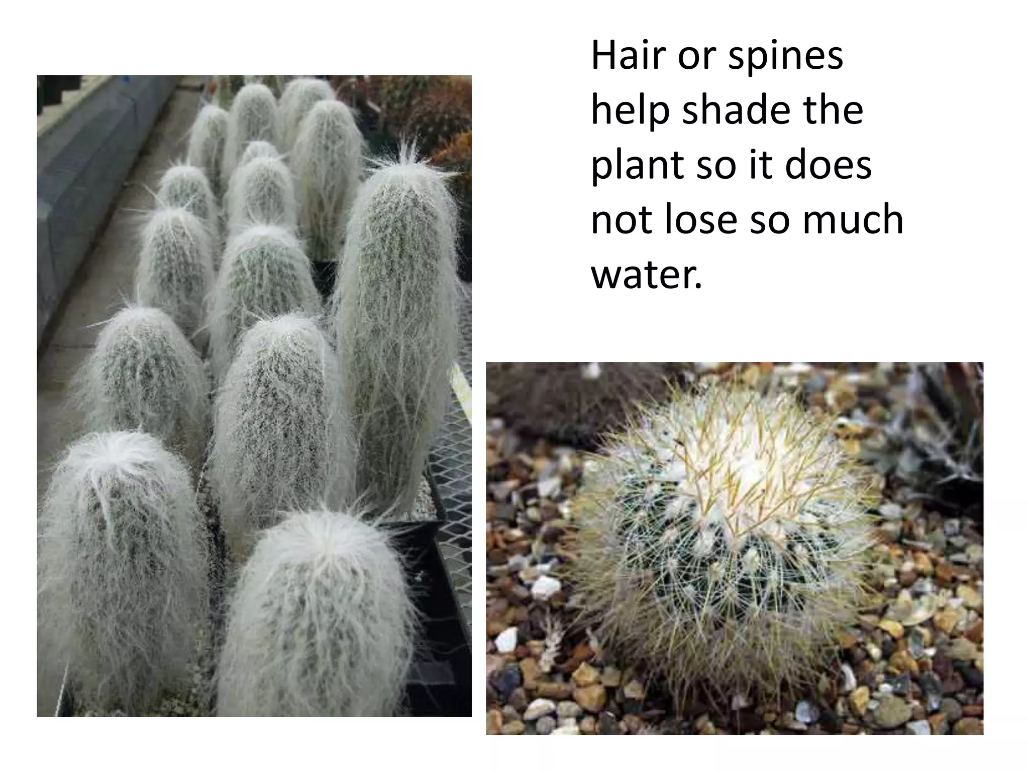 Hair or spines
help shade the
plant so it does
not lose so much
water.
 