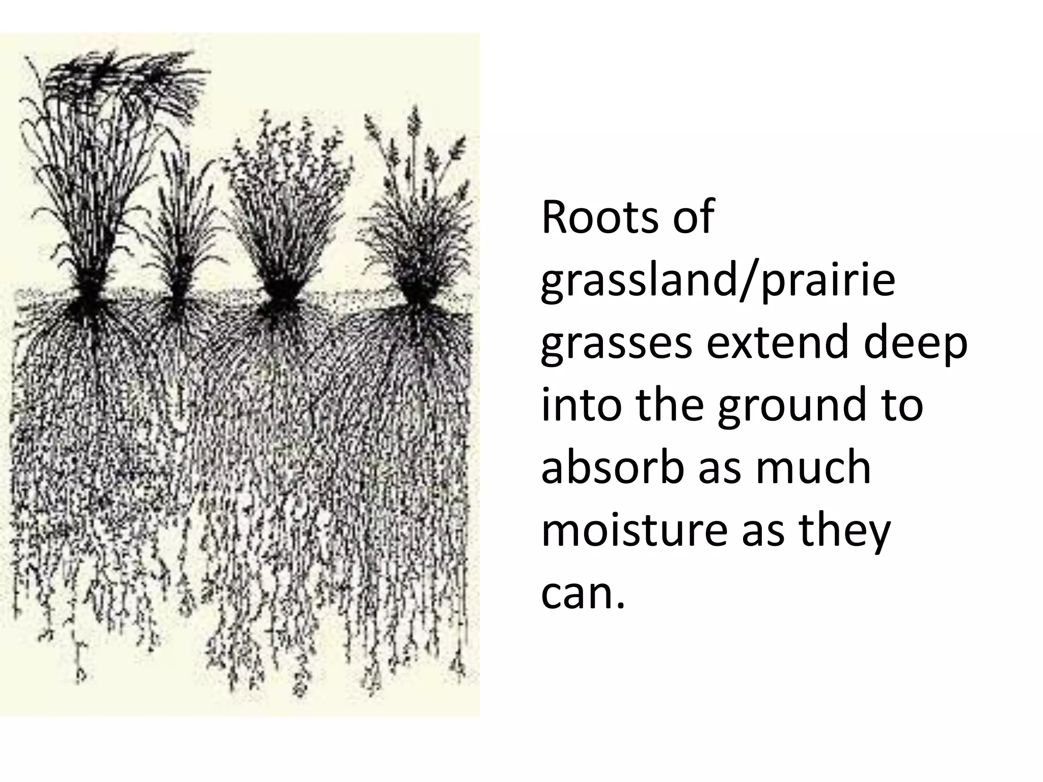 Roots of
grassland/prairie
grasses extend deep
into the ground to
absorb as much
moisture as they
can.
 
