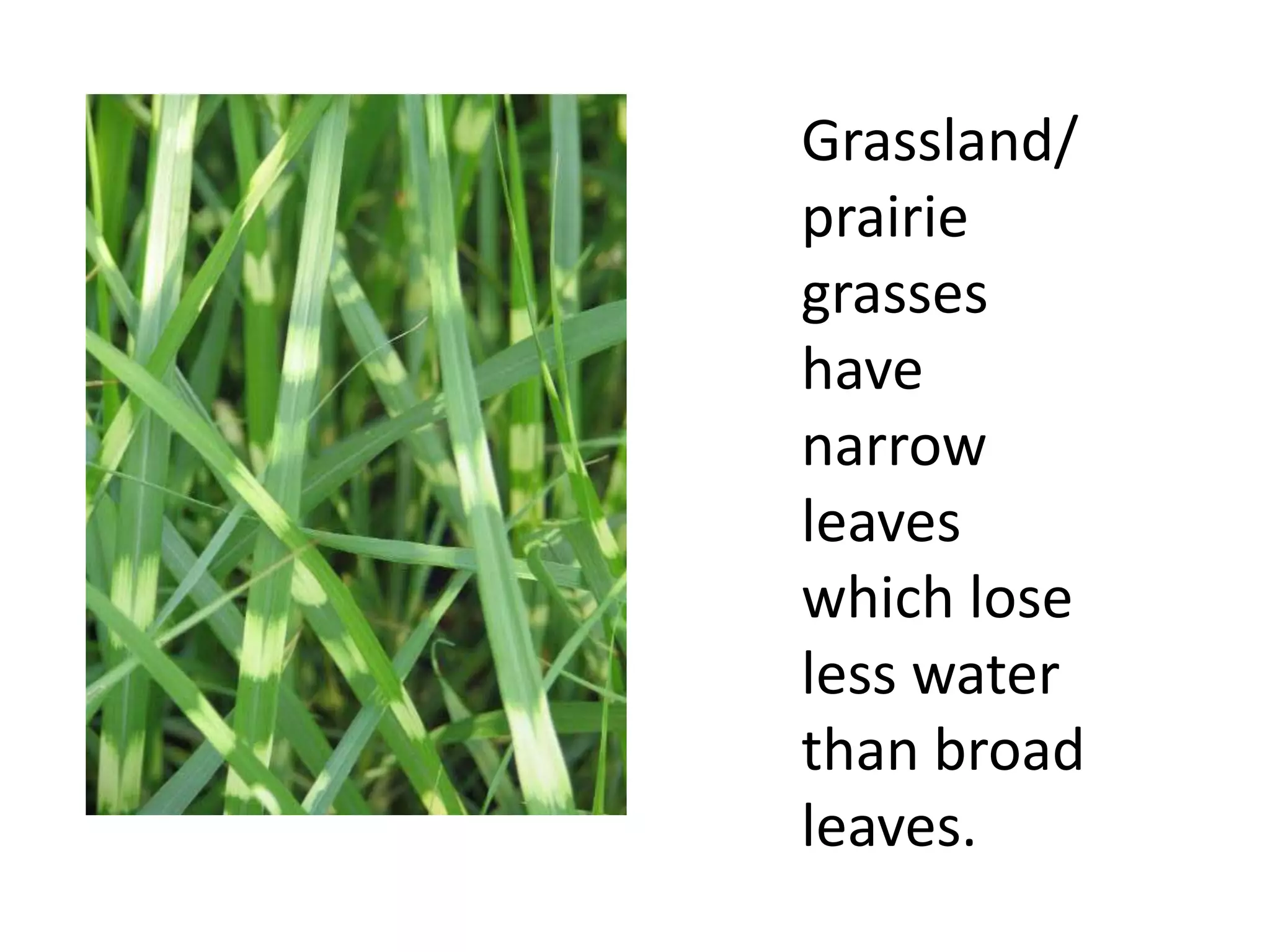 Grassland/
prairie
grasses
have
narrow
leaves
which lose
less water
than broad
leaves.
 