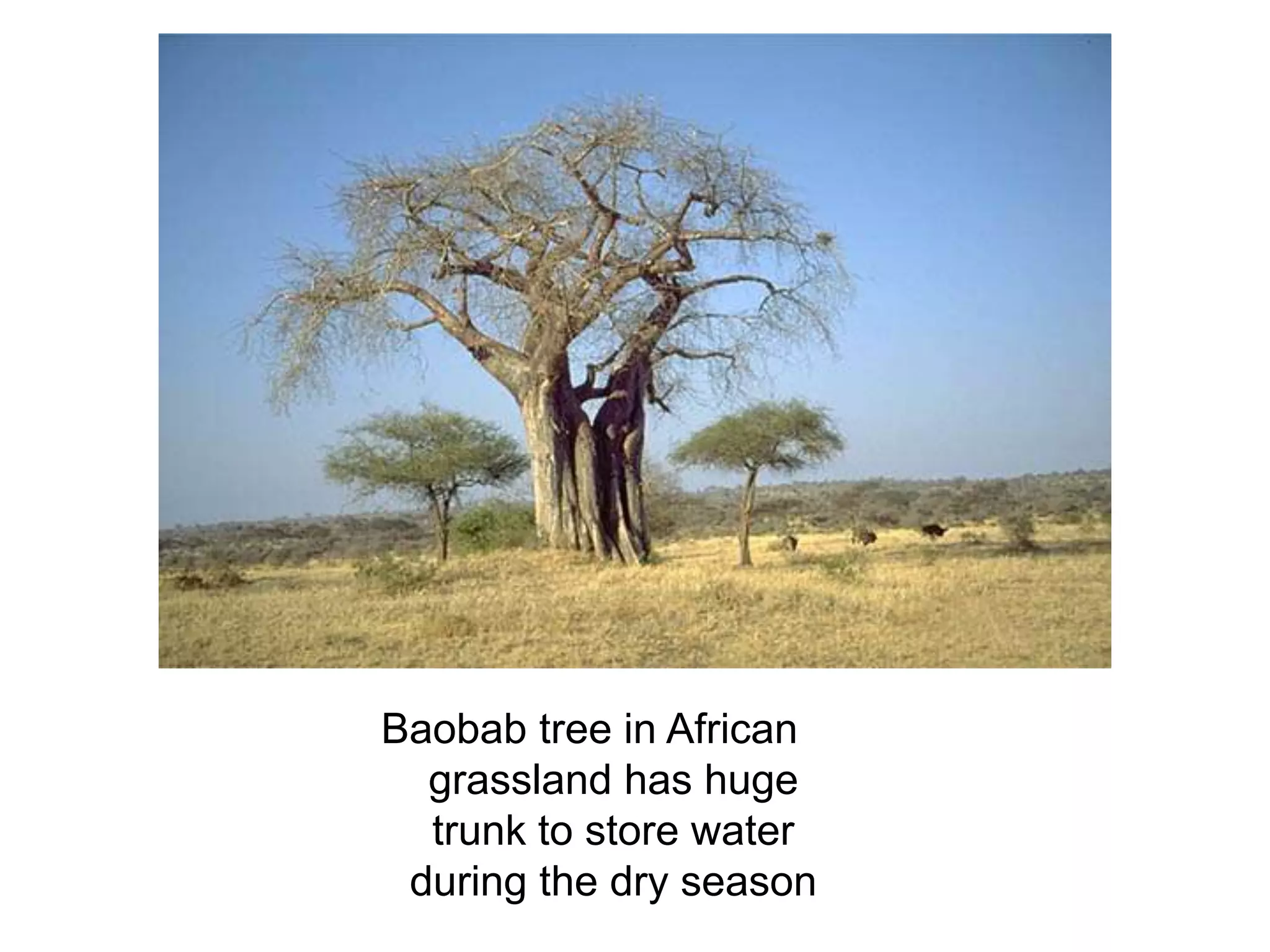Baobab tree in African
  grassland has huge
  trunk to store water
 during the dry season
 