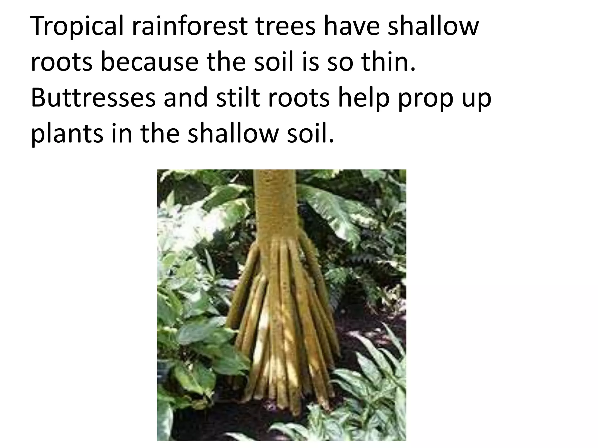 Tropical rainforest trees have shallow
roots because the soil is so thin.
Buttresses and stilt roots help prop up
plants in the shallow soil.
 