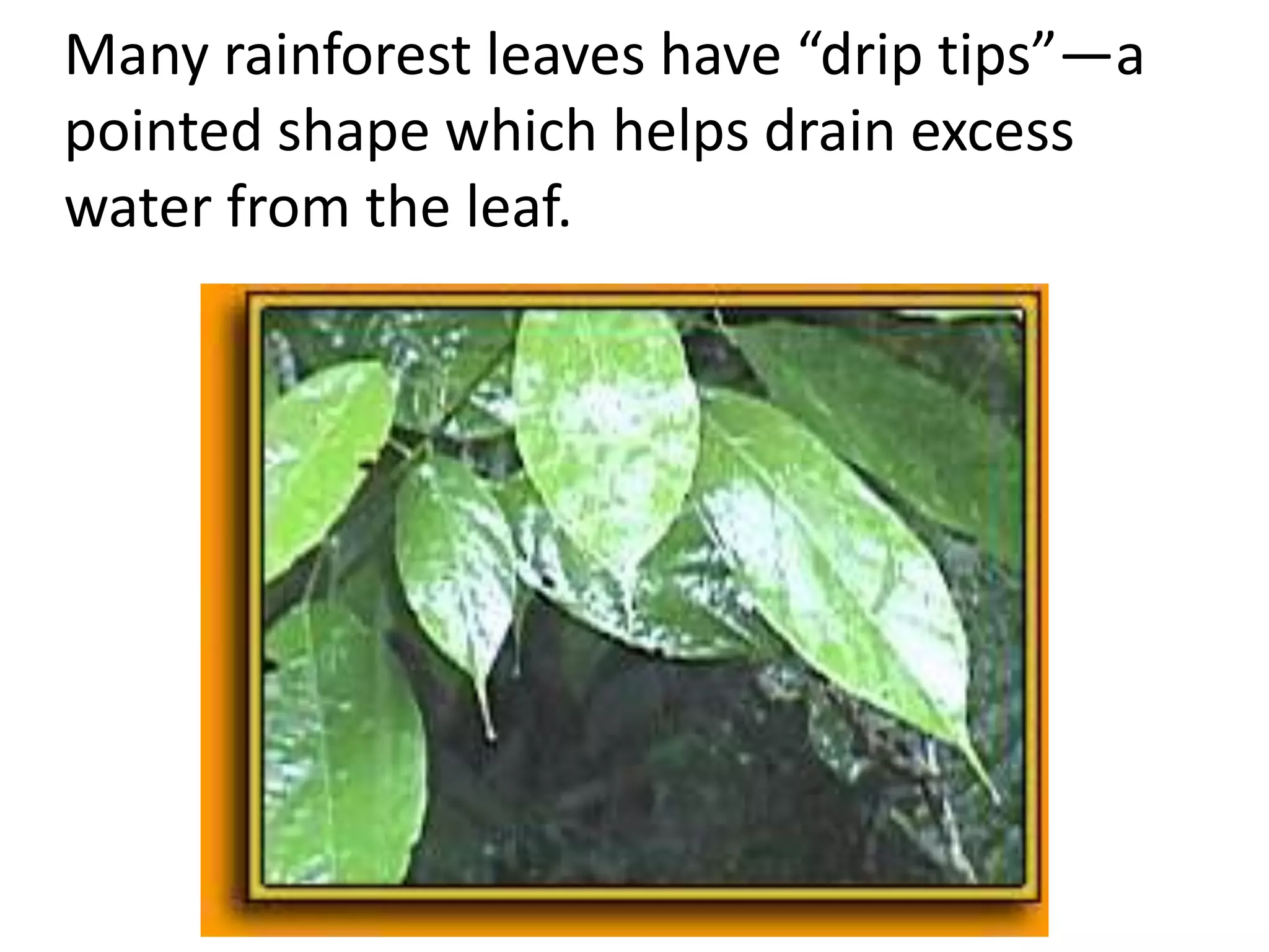 Many rainforest leaves have “drip tips”—a
pointed shape which helps drain excess
water from the leaf.
 