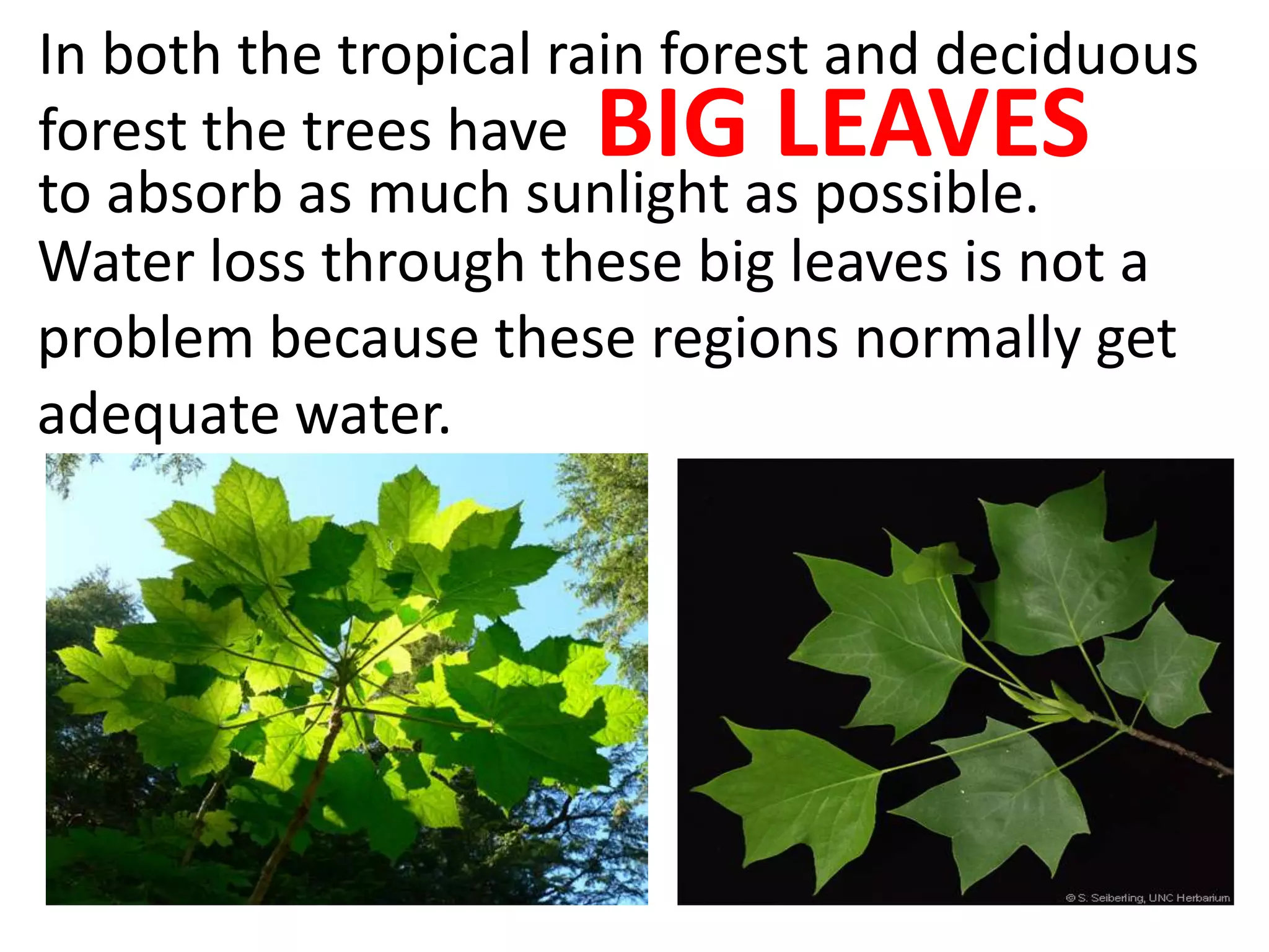In both the tropical rain forest and deciduous
forest the trees have BIG LEAVES
to absorb as much sunlight as possible.
Water loss through these big leaves is not a
problem because these regions normally get
adequate water.
 