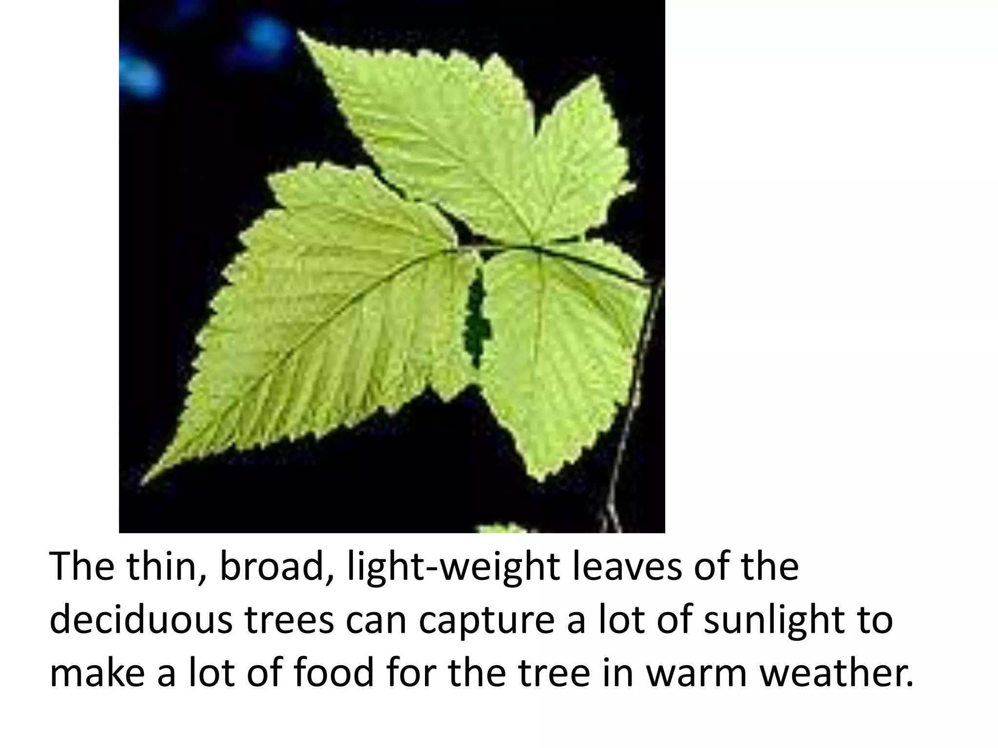 The thin, broad, light-weight leaves of the
deciduous trees can capture a lot of sunlight to
make a lot of food for the tree in warm weather.
 