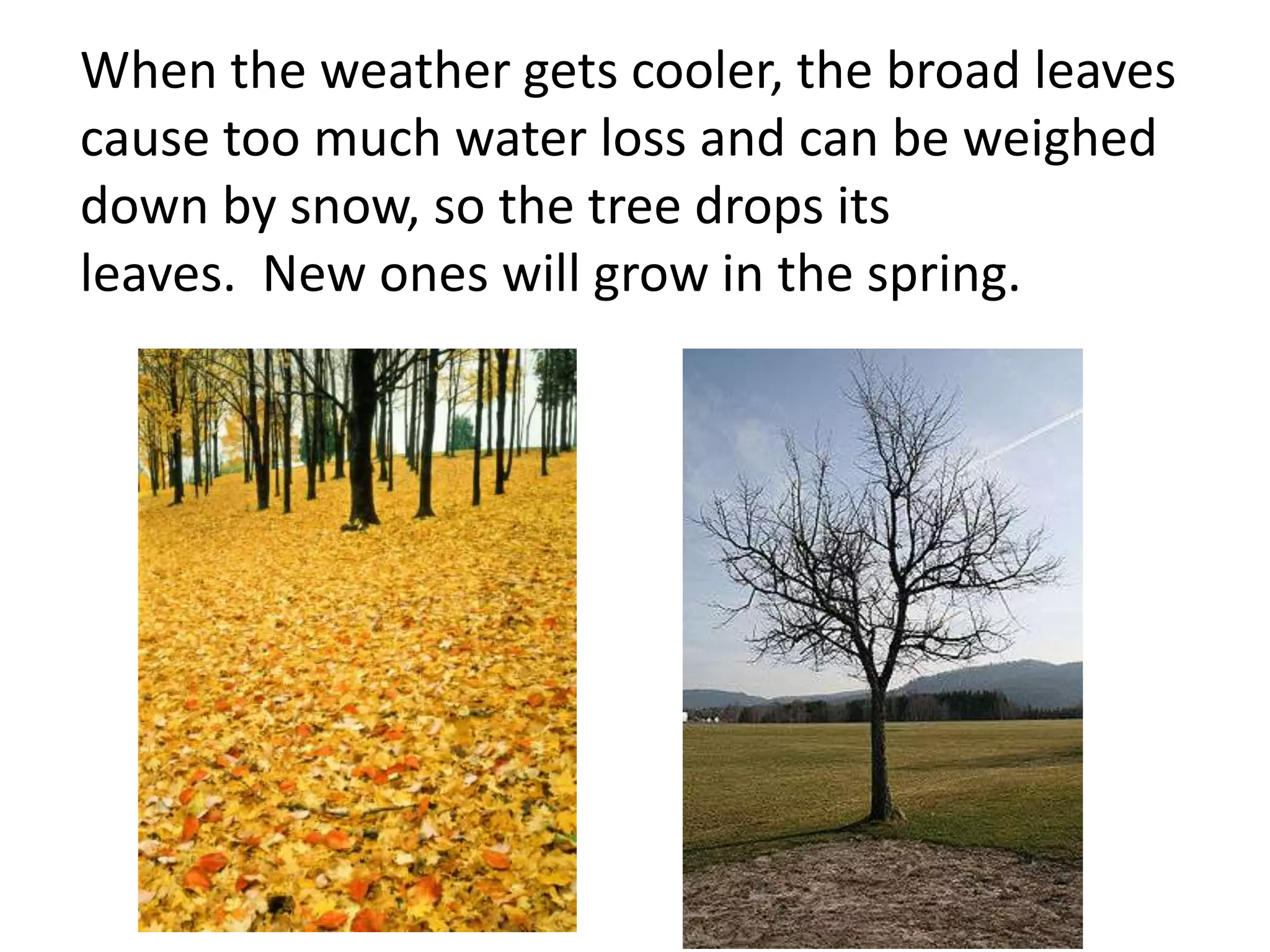 When the weather gets cooler, the broad leaves
cause too much water loss and can be weighed
down by snow, so the tree drops its
leaves. New ones will grow in the spring.
 