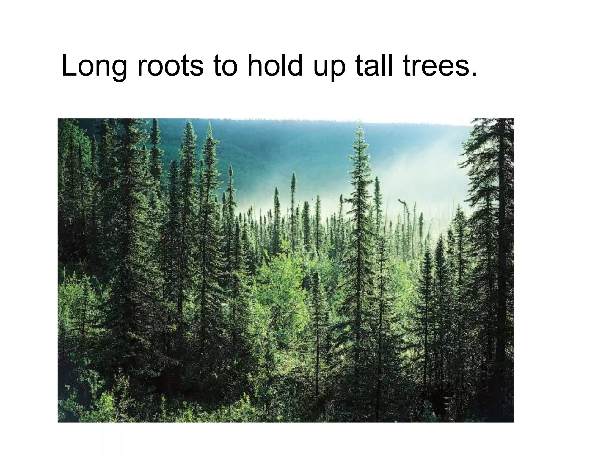 Long roots to hold up tall trees.
 