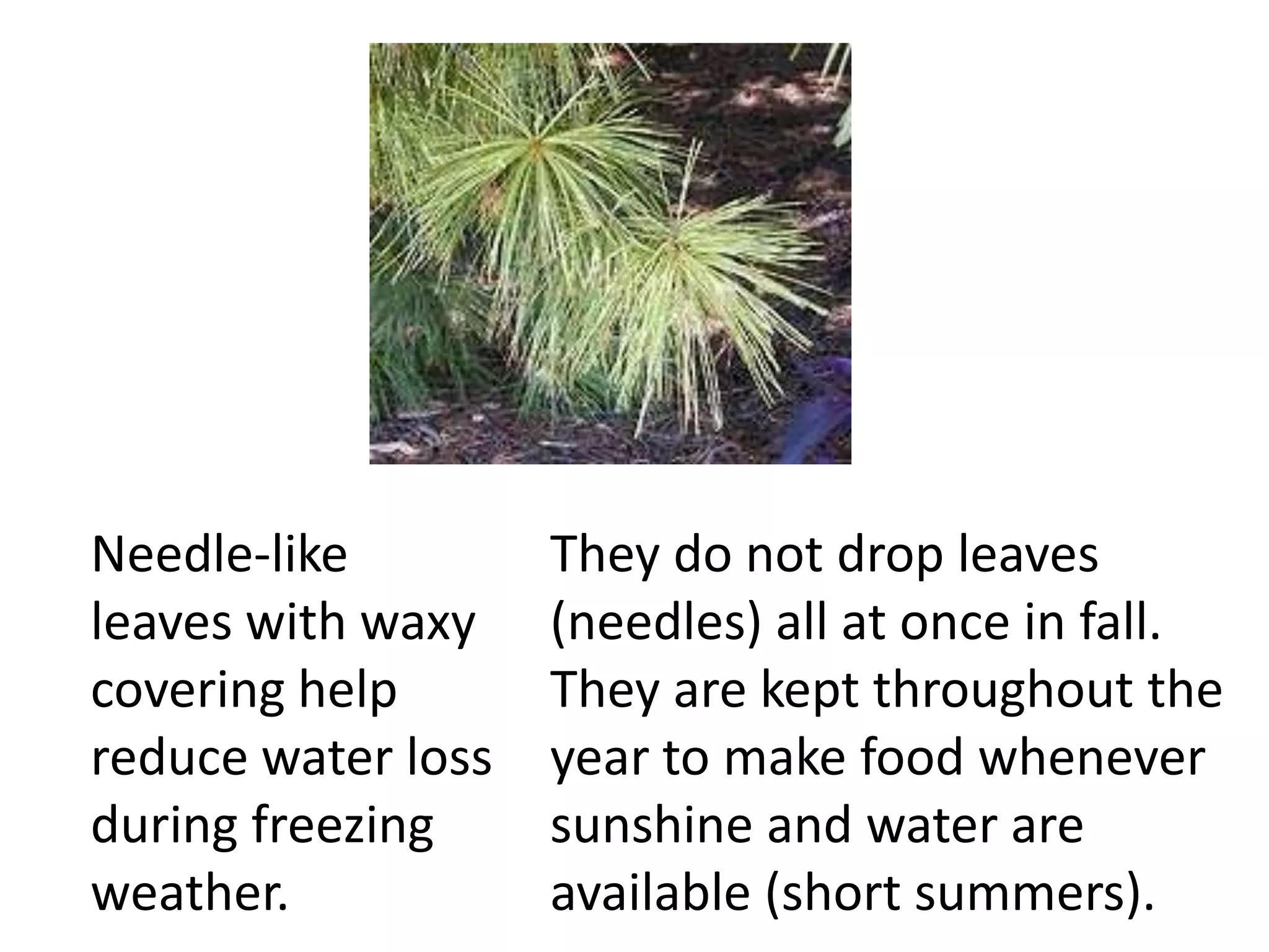 Needle-like         They do not drop leaves
leaves with waxy    (needles) all at once in fall.
covering help       They are kept throughout the
reduce water loss   year to make food whenever
during freezing     sunshine and water are
weather.            available (short summers).
 