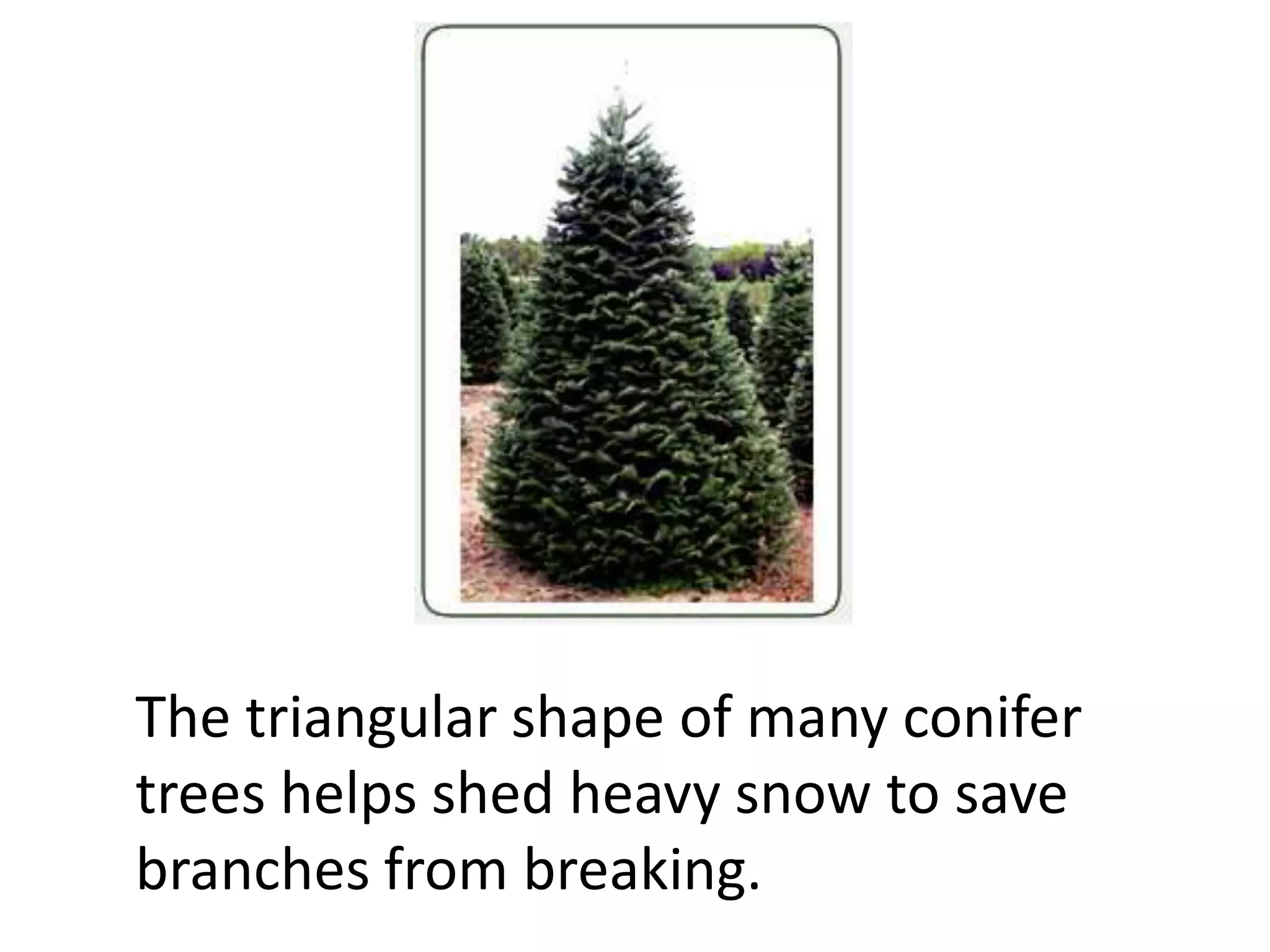 The triangular shape of many conifer
trees helps shed heavy snow to save
branches from breaking.
 