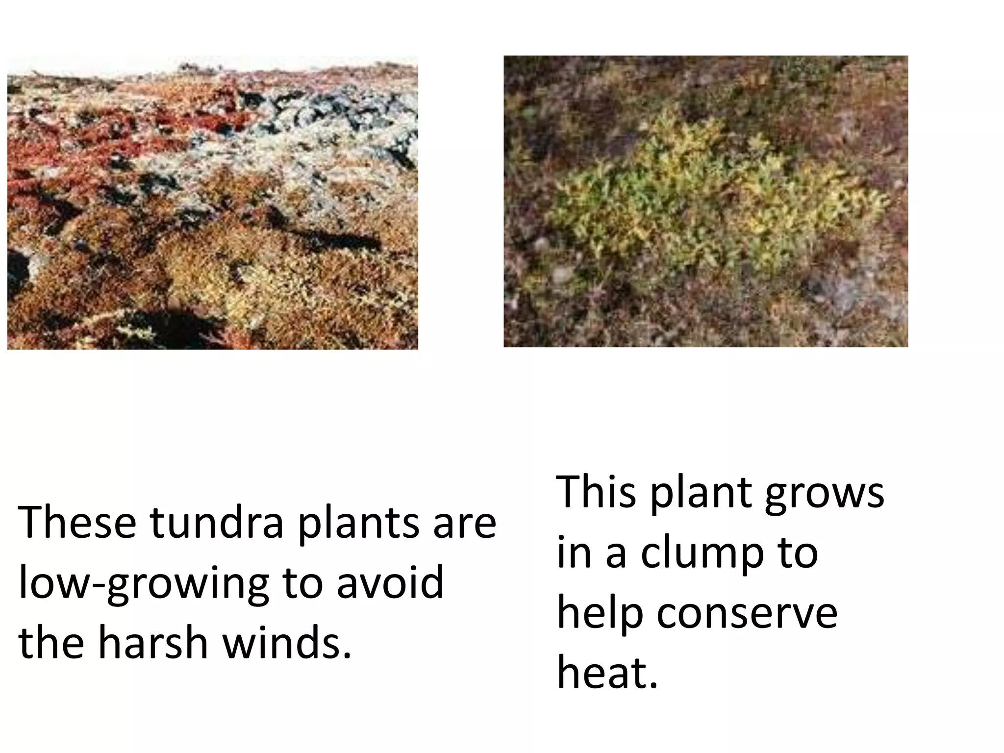 This plant grows
These tundra plants are
                          in a clump to
low-growing to avoid
                          help conserve
the harsh winds.
                          heat.
 