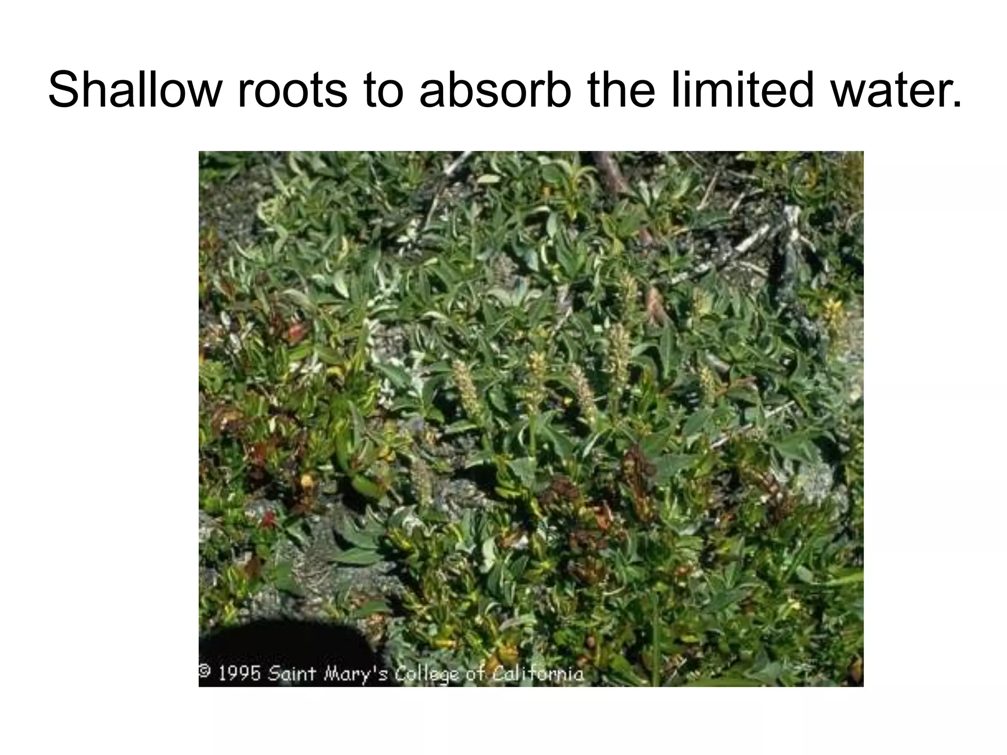 Shallow roots to absorb the limited water.
 