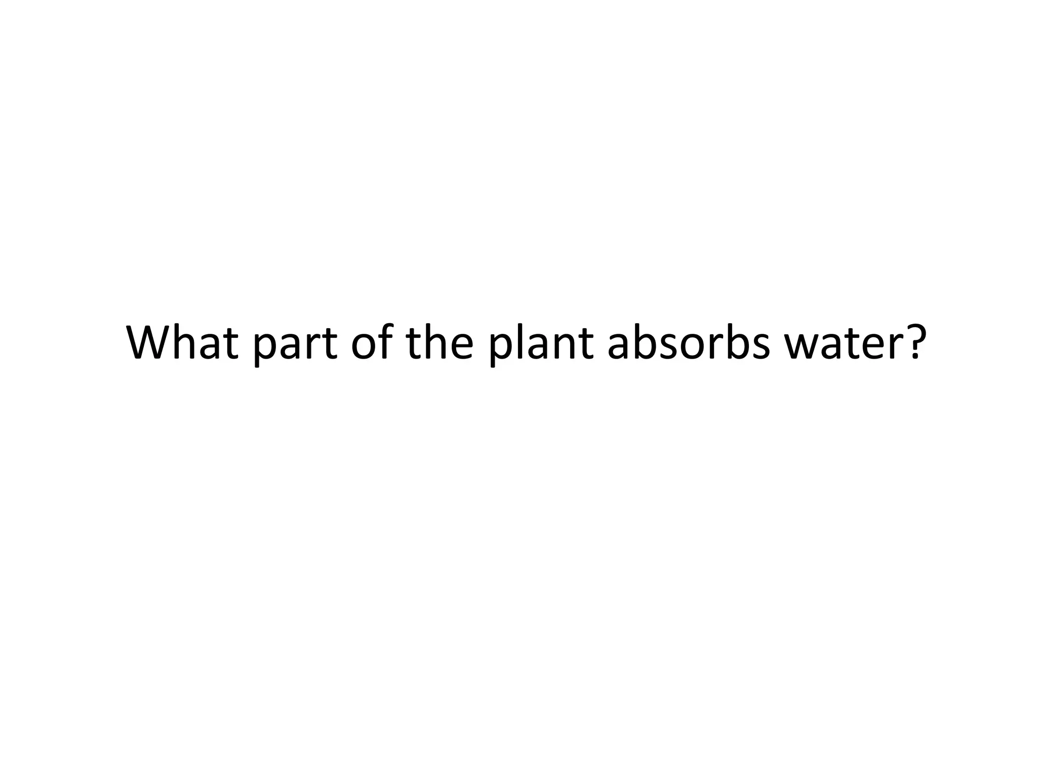 What part of the plant absorbs water?
 