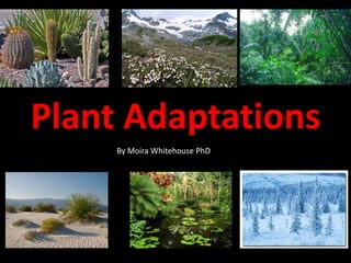 Plant Adaptations
     By Moira Whitehouse PhD
 