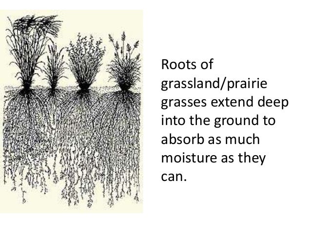 Plant adaptations (teach)