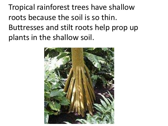 Plant adaptations (teach) Plant adaptations (teach)