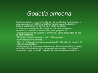 Godetia amoena ,[object Object],[object Object],[object Object],[object Object],[object Object],[object Object],[object Object]