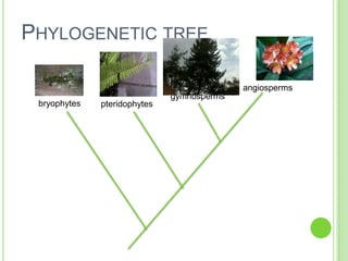 Phylogenetic treeangiospermsgymnospermsbryophytespteridophytes