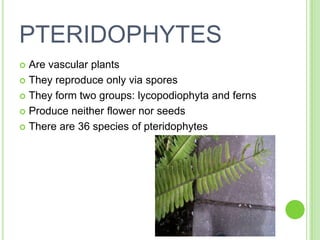 PTERIDOPHYTESAre vascular plantsThey reproduce only via sporesThey form two groups: lycopodiophyta and fernsProduce neither flower nor seedsThere are 36 species of pteridophytes