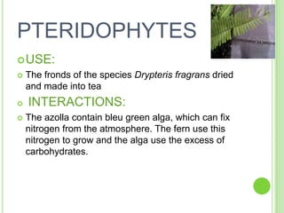 PTERIDOPHYTESUSE:The fronds of the species Drypterisfragransdried and made into teaINTERACTIONS:The azolla contain bleu green alga, which can fix nitrogen from the atmosphere. The fern use this nitrogen to grow and the alga use the excess of carbohydrates.