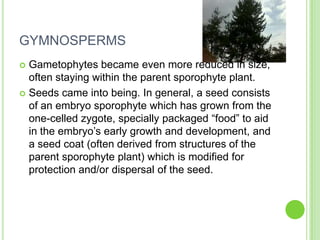 GYMNOSPERMSGametophytes became even more reduced in size, often staying within the parent sporophyte plant. Seeds came into being. In general, a seed consists of an embryo sporophyte which has grown from the one-celled zygote, specially packaged “food” to aid in the embryo’s early growth and development, and a seed coat (often derived from structures of the parent sporophyte plant) which is modified for protection and/or dispersal of the seed.