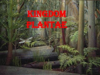 KINGDOM
PLANTAE
 