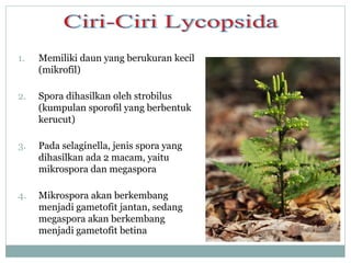 1.

Memiliki daun yang berukuran kecil
(mikrofil)

2.

Spora dihasilkan oleh strobilus
(kumpulan sporofil yang berbentuk
kerucut)

3.

Pada selaginella, jenis spora yang
dihasilkan ada 2 macam, yaitu
mikrospora dan megaspora

4.

Mikrospora akan berkembang
menjadi gametofit jantan, sedang
megaspora akan berkembang
menjadi gametofit betina

 