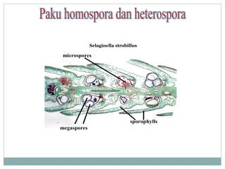 Selaginella strobilus
Lycophyta strobillus

microspores

sporophylls
megaspores

 