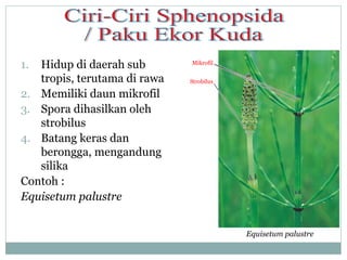 1.

Hidup di daerah sub
tropis, terutama di rawa
2. Memiliki daun mikrofil
3. Spora dihasilkan oleh
strobilus
4. Batang keras dan
berongga, mengandung
silika
Contoh :
Equisetum palustre

Mikrofil
Strobilus

Equisetum palustre

 