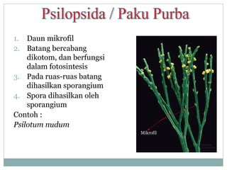 1. Daun mikrofil
2. Batang bercabang
dikotom, dan berfungsi
dalam fotosintesis
3. Pada ruas-ruas batang
dihasilkan sporangium
4. Spora dihasilkan oleh
sporangium
Contoh :
Psilotum nudum
Mikrofil

 