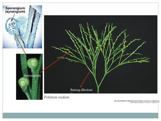 Sporangium

Batang dikotom

Batang

 