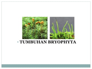 • TUMBUHAN BRYOPHYTA

 