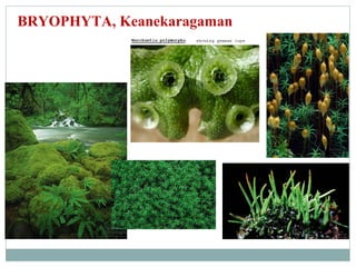 BRYOPHYTA, Keanekaragaman

 
