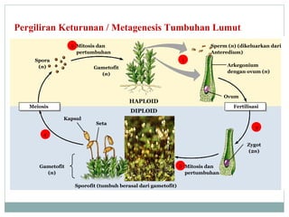 Pergiliran Keturunan / Metagenesis Tumbuhan Lumut
5 Mitosis dan
pertumbuhan

Sperm (n) (dikeluarkan dari
Anteredium)
1

Spora
(n)

Gametofit
(n)

Ovum

HAPLOID

Meiosis

Fertilisasi

DIPLOID
Kapsul

Arkegonium
dengan ovum (n)

Seta

2

4
Zygot
(2n)
3 Mitosis dan
pertumbuhan

Gametofit
(n)
Sporofit (tumbuh berasal dari gametofit)

 