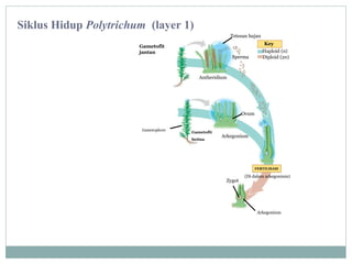 Siklus Hidup Polytrichum (layer 1)
Tetesan hujan
Gametofit
jantan

Sperma

Key
Haploid (n)
Diploid (2n)

Antheridium

Ovum
Gametophore

Gametofit
betina

Arkegonium

FERTILISASI

Zygot

(Di dalam arkegonium)

Arkegonium

 