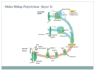 Siklus Hidup Polytrichum (layer 2)

Tetesan hujan

Gametofit
jantan

Sperma

Key
Haploid (n)
Diploid (2n)

Antheridium

Ovum
Gametophore

Gametofit
betina

Sporofit

Seta
Kapsul
(sporangium)

Arkegonium

FERTILISASI

Kaliptra

Zygot

(Di dalam arkegonium)

Embryo

dewasa

Arkegonium
Sporofit
Gametofit
betina

muda

 
