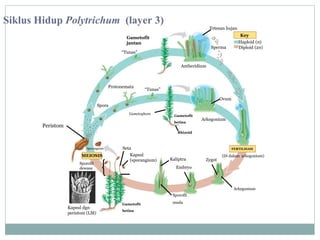 Siklus Hidup Polytrichum (layer 3)

Tetesan hujan

Gametofit
jantan

Sperma

“Tunas”

Key
Haploid (n)
Diploid (2n)

Antheridium

Protonemata

“Tunas”
Ovum

Spora
Gametophore

Gametofit
betina

Peristom

Arkegonium

Rhizoid

Sporangium

MEIOSIS
Mature
Sporofit
sporophytes
dewasa

Seta
Kapsul
(sporangium)

FERTILISASI

Kaliptra

Zygot

(Di dalam arkegonium)

Embryo

Arkegonium
Sporofit

Kapsul dgn
peristom (LM)

Gametofit
betina

muda

 