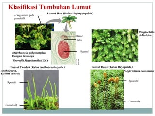 Klasifikasi Tumbuhan Lumut
Arkegonium pada
gametofit

Lumut Hati (Kelas Hepatycopsida)

Plagiochila
deltoidea,

Dasar
Seta

Kapsul

Sporofit Marchantia (LM)
Lumut Tanduk (Kelas Anthoceratopsida)
Anthoceros,
Lumut tanduk
Sporofit

500 µm

Marchantia polymorpha,
Dengan talusnya

Lumut Daun (Kelas Bryopsida)
Polytrichum commune

Sporofit

Gametofit
Gametofit

 