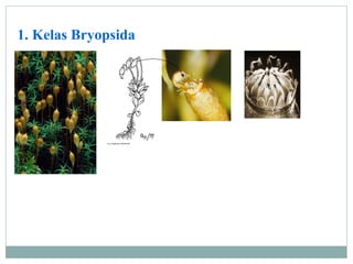 1. Kelas Bryopsida

 
