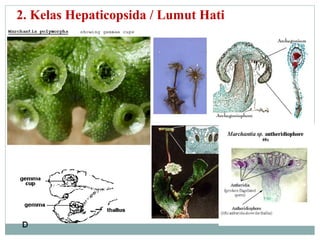 2. Kelas Hepaticopsida / Lumut Hati

 