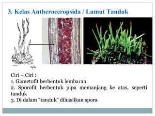 3. Kelas Antheroceropsida / Lumut Tanduk

Ciri – Ciri :
1. Gametofit berbentuk lembaran
2. Sporofit berbentuk pipa memanjang ke atas, seperti
tanduk
3. Di dalam “tanduk” dihasilkan spora

 