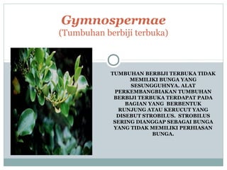 Gymnospermae
(Tumbuhan berbiji terbuka)

TUMBUHAN BERBIJI TERBUKA TIDAK
MEMILIKI BUNGA YANG
SESUNGGUHNYA. ALAT
PERKEMBANGBIAKAN TUMBUHAN
BERBIJI TERBUKA TERDAPAT PADA
BAGIAN YANG BERBENTUK
RUNJUNG ATAU KERUCUT YANG
DISEBUT STROBILUS. STROBILUS
SERING DIANGGAP SEBAGAI BUNGA
YANG TIDAK MEMILIKI PERHIASAN
BUNGA.

 