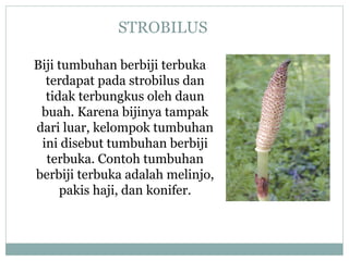 STROBILUS
Biji tumbuhan berbiji terbuka
terdapat pada strobilus dan
tidak terbungkus oleh daun
buah. Karena bijinya tampak
dari luar, kelompok tumbuhan
ini disebut tumbuhan berbiji
terbuka. Contoh tumbuhan
berbiji terbuka adalah melinjo,
pakis haji, dan konifer.

 