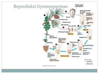 Reproduksi Gymnospermae

 